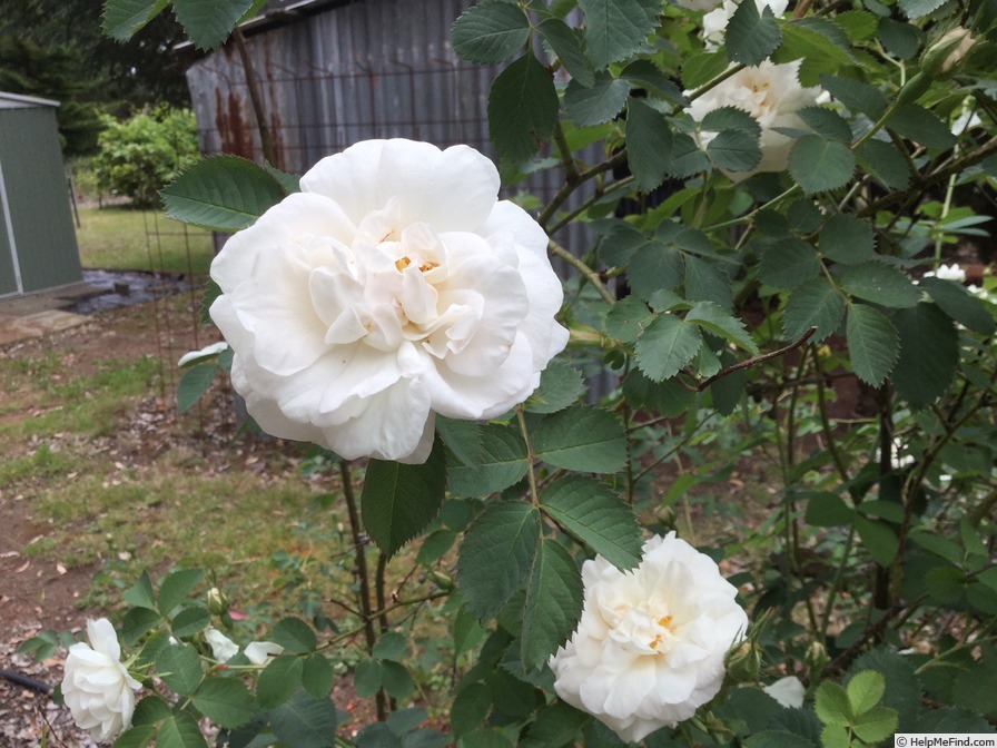 'Maxima (alba, Unknown before 1500)' rose photo