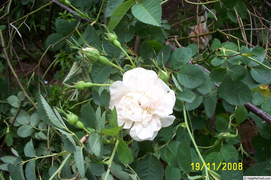 'Maxima (alba, Unknown before 1500)' rose photo