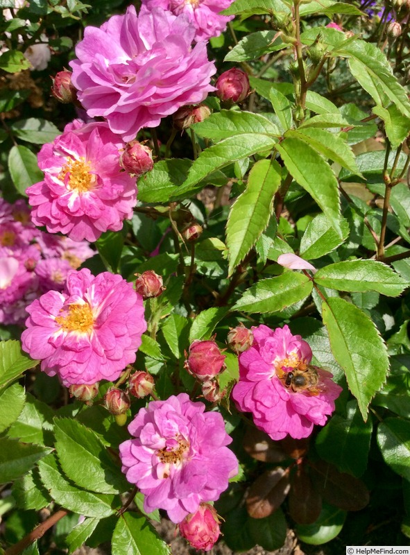 'Elaine Frawley' rose photo