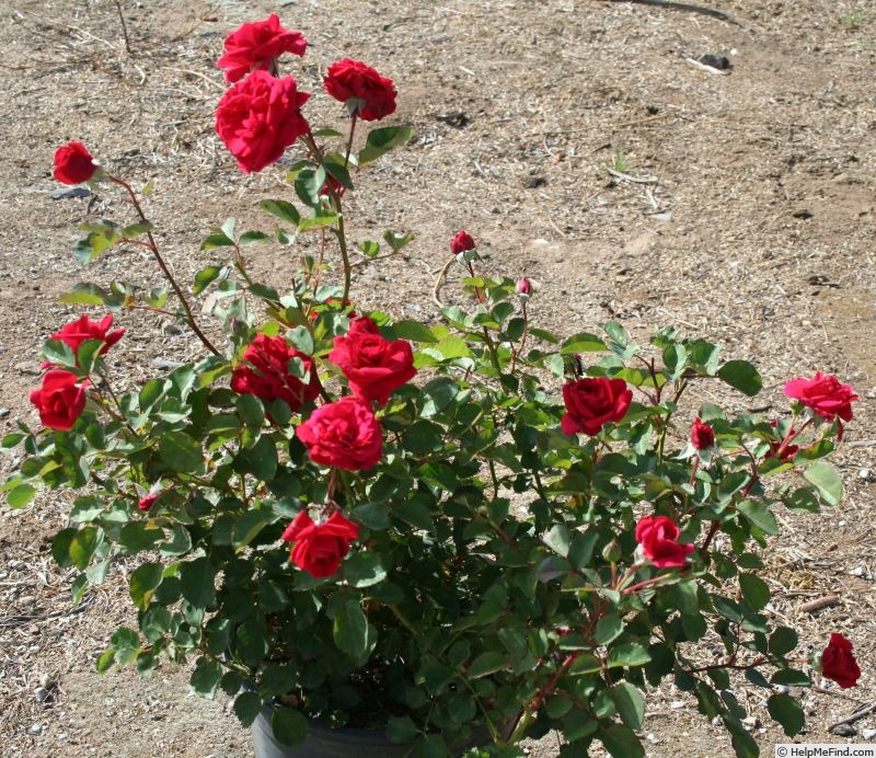 'Red Valentine' rose photo