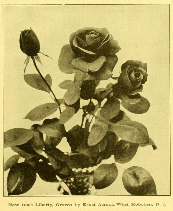 'Liberty (hybrid tea, Dickson 1898)' rose photo