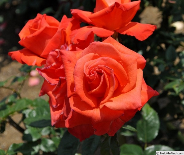 'Roklea ®' rose, click to enlarge 'Roklea ®' rose photo