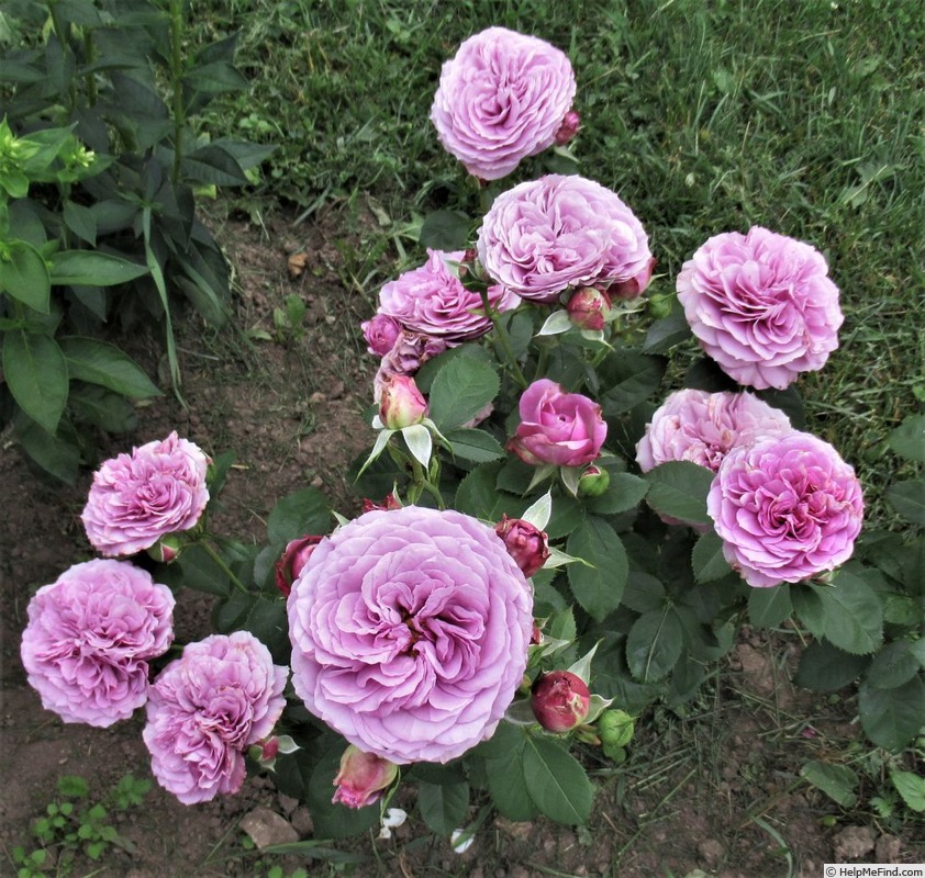 'Lavender Ice ®' rose photo