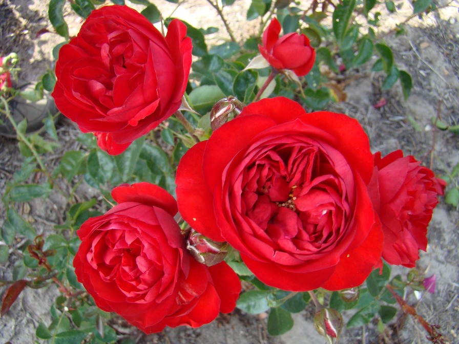 'Red Letter Day (shrub, Beales, 2012)' rose photo