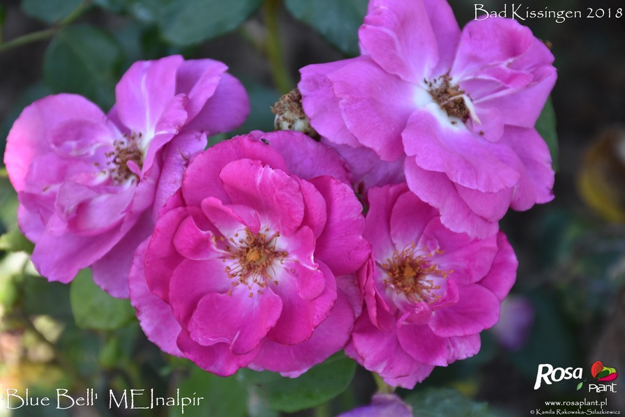 'MEImindefer' rose photo