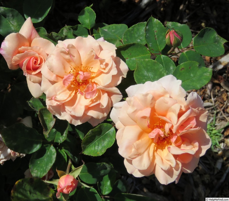'Sunlit' rose photo