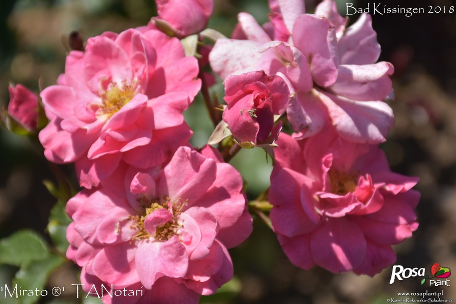 'Mirato ® (shrub, Evers/Tantau, 1990)' rose photo