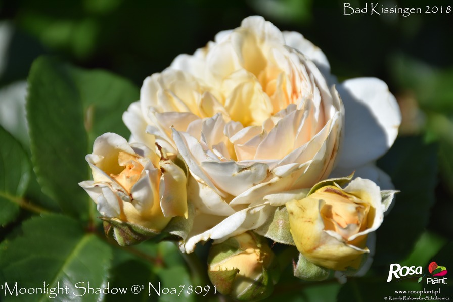 'Moonlight Shadow ®' rose photo