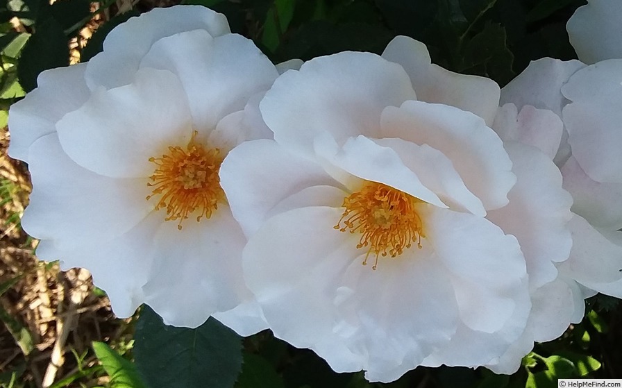 'Queen of Warsaw ®' rose photo