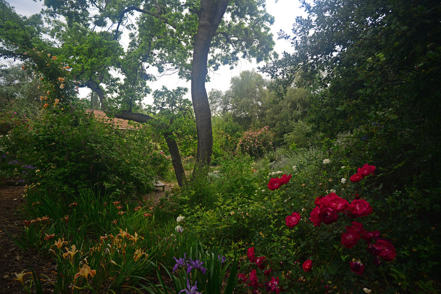 'Catspa's Livermore Garden'  photo