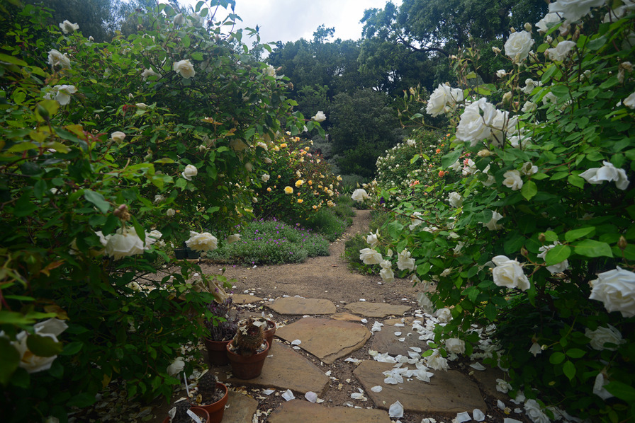 'Catspa's Livermore Garden'  photo