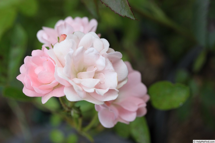 'Coral Cluster' rose photo