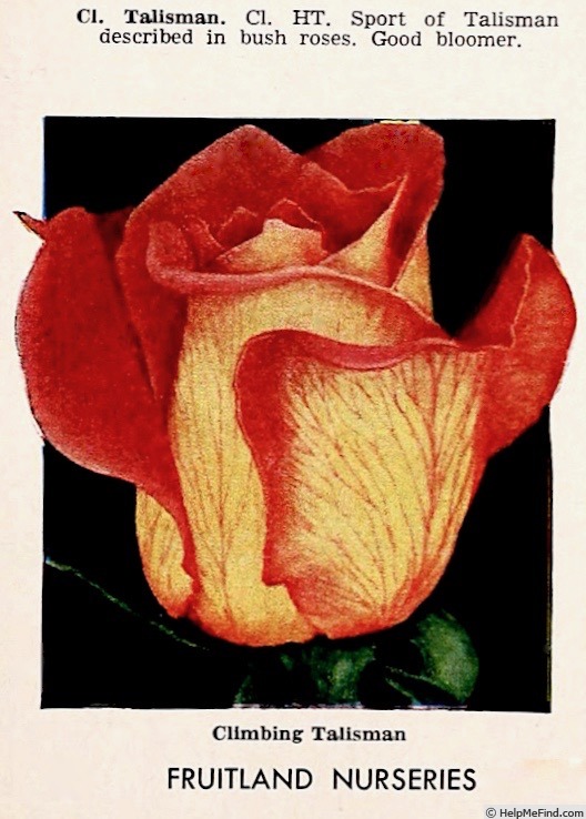 'Climbing Talisman' rose photo