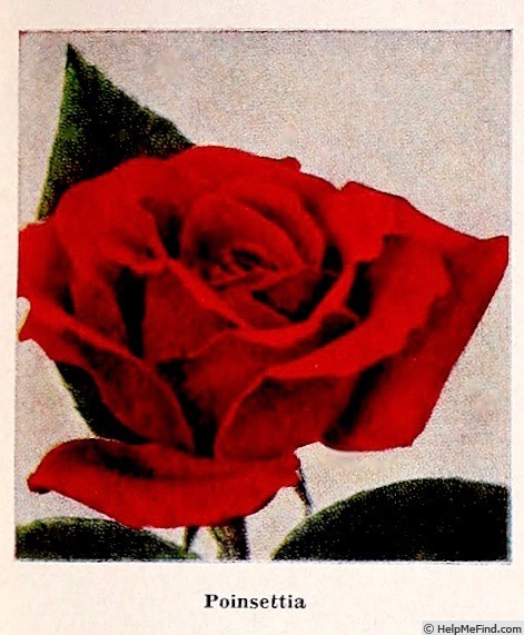 'Poinsettia' rose photo