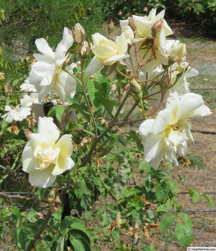 'Mrs. Graham Hart' rose photo