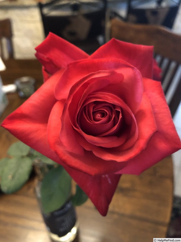 'Clair Elyse' rose photo