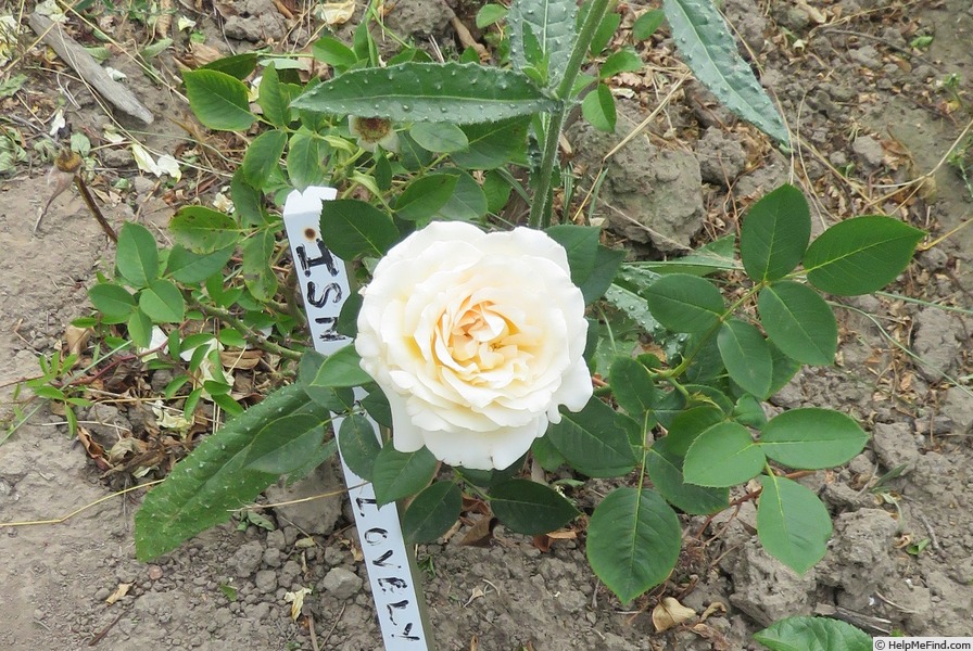 'Isn't She Lovely' rose photo