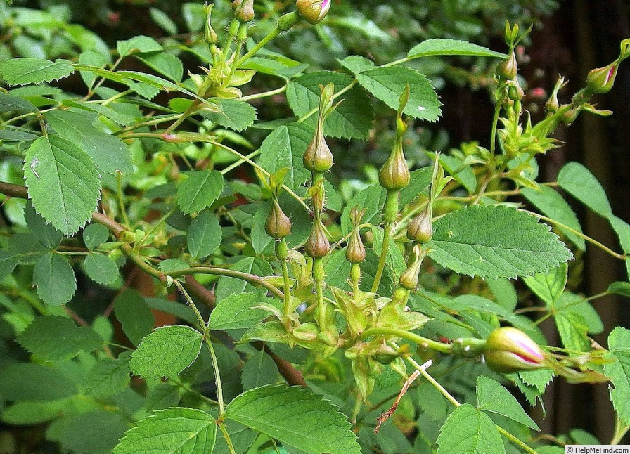 'Hafranano' rose photo