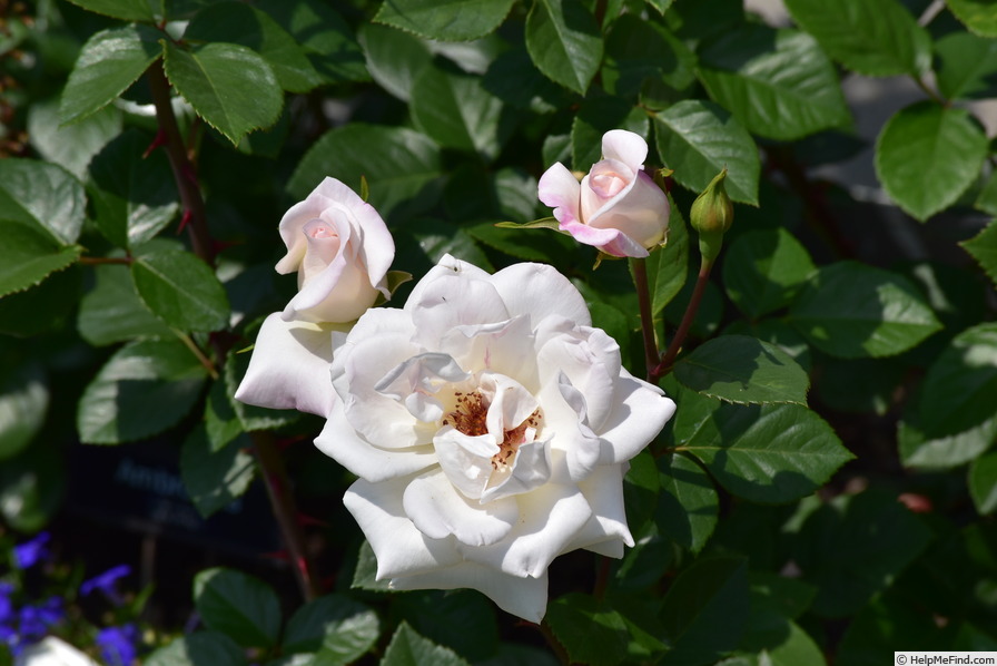 'Adorable Albert' rose photo