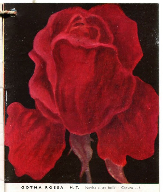 'Gotha Rossa' rose photo