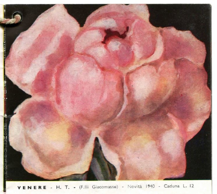'Venere (hybrid tea, Giacomasso 1940)' rose photo
