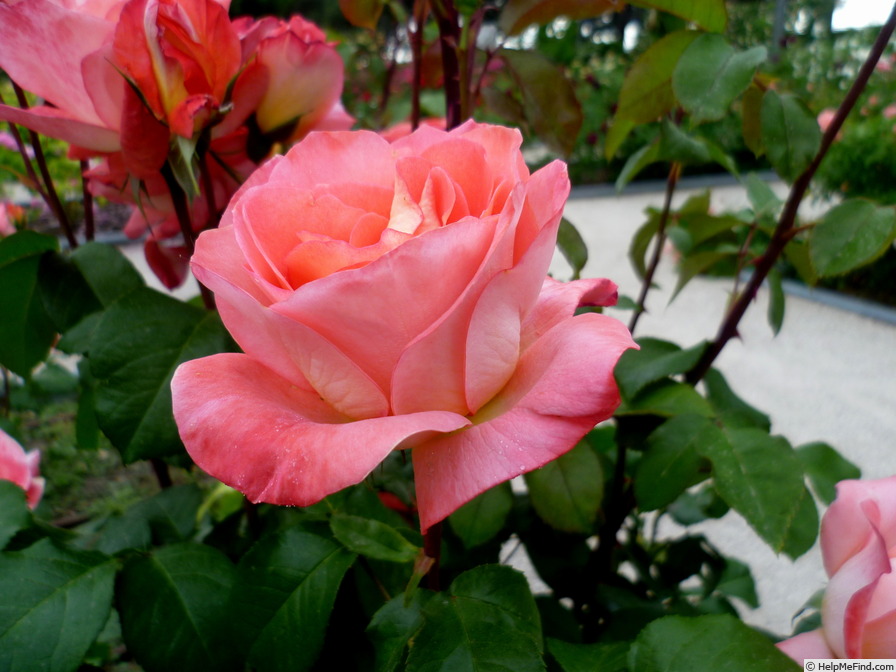 'Sea Pearl' rose photo