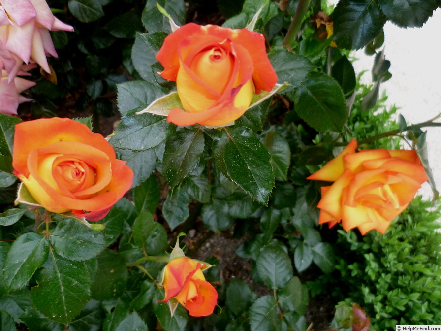 'ADAfualo' rose photo