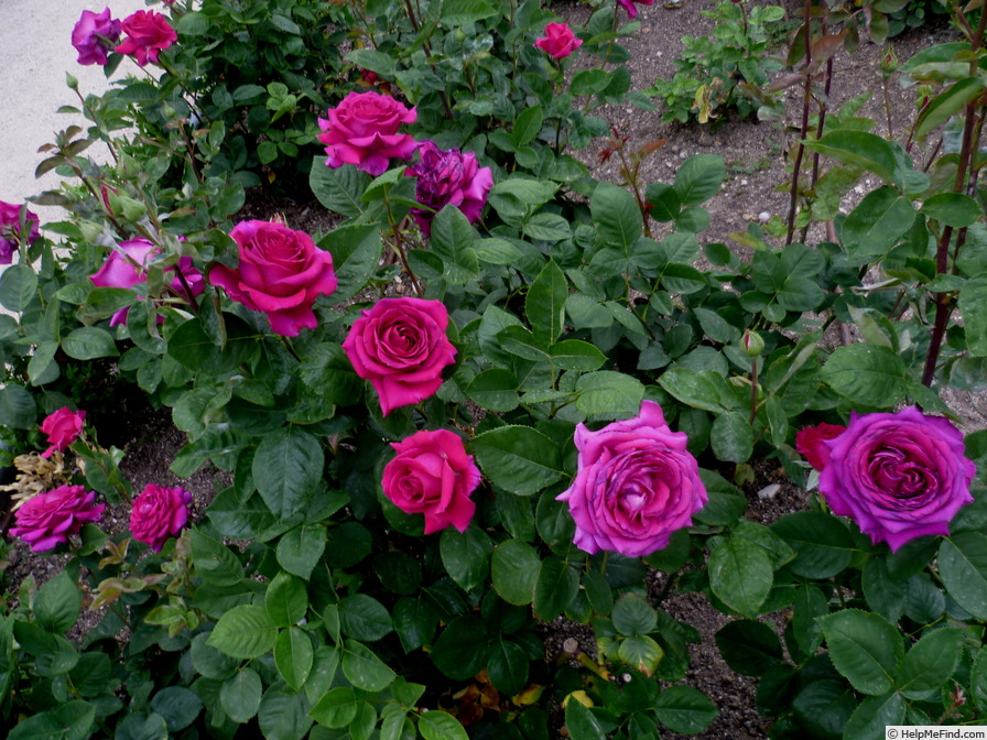 'Big Purple' rose photo