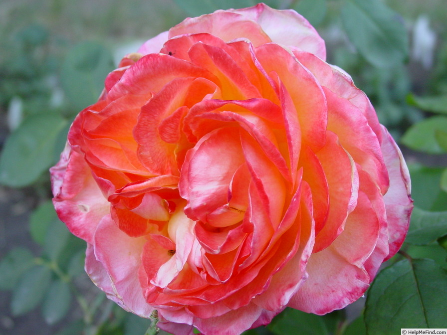 'Reine France' rose photo