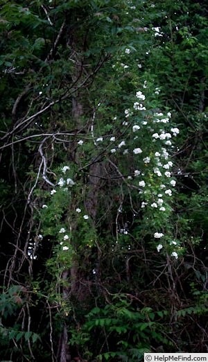 'R. multiflora' rose photo