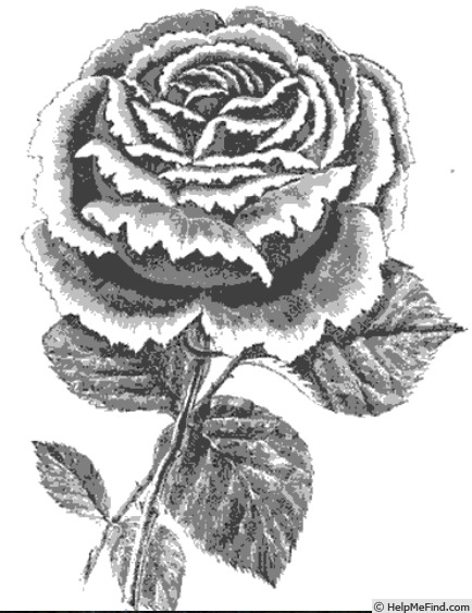 'Roger Lambelin' rose photo