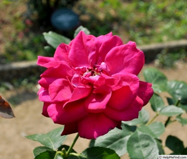 'Hallmark' rose photo