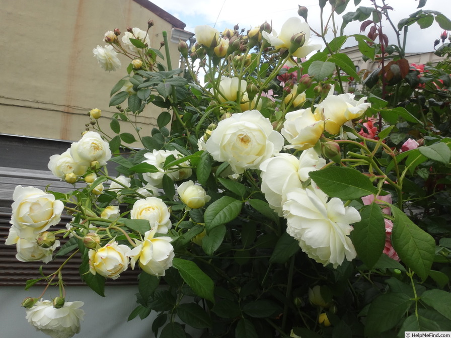 'Claire Austin' rose photo