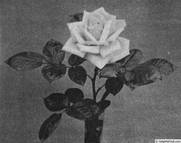'Mrs. Charles Reed' rose photo
