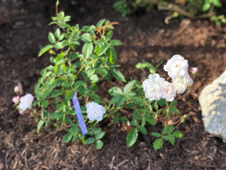'Marie Pavié' rose, click to enlarge 'Marie Pavié' rose photo