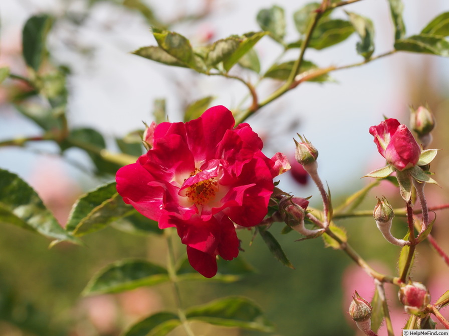 'Gruss an Freundorf' rose photo