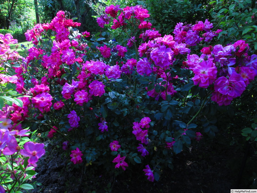 'Fellemberg' rose photo