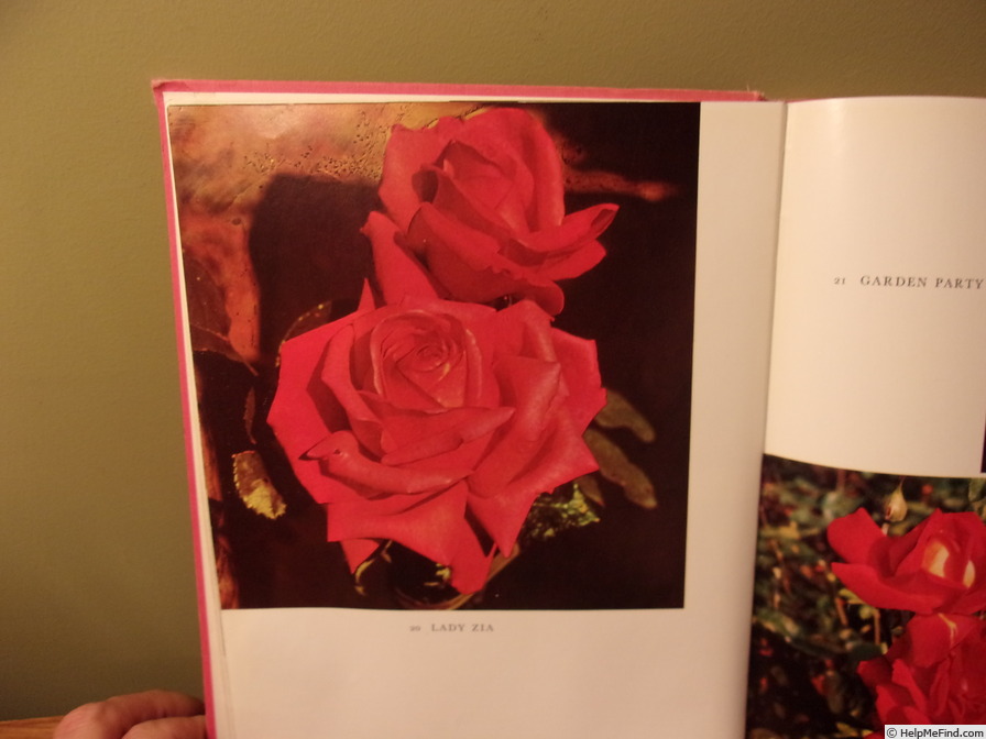 'Lady Zia' rose photo