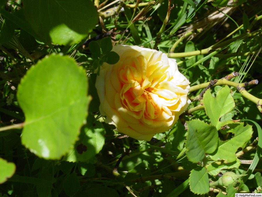 'Mischka' rose photo