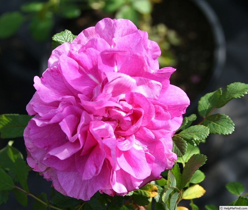 'Andelicia de Beauchamp' rose photo