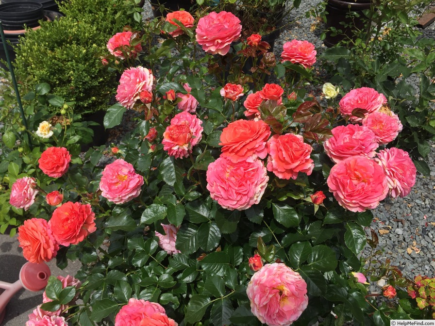'JALlove' rose photo