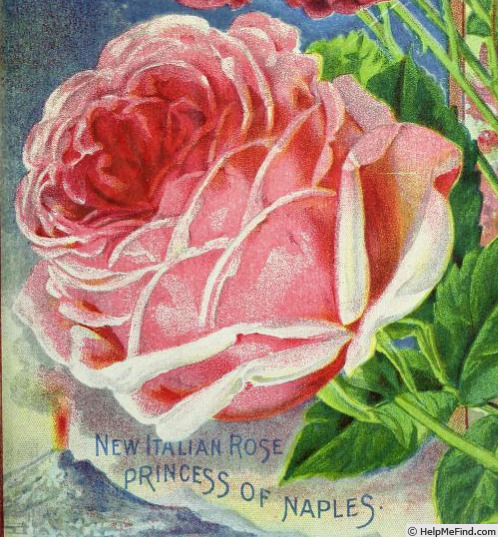 'Principessa di Napoli (hybrid tea, Lodi/Bonfiglioli 1897)' rose photo