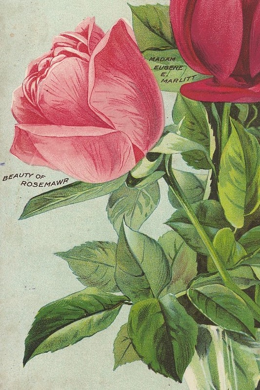 'Beauty of Rosemawr' rose photo