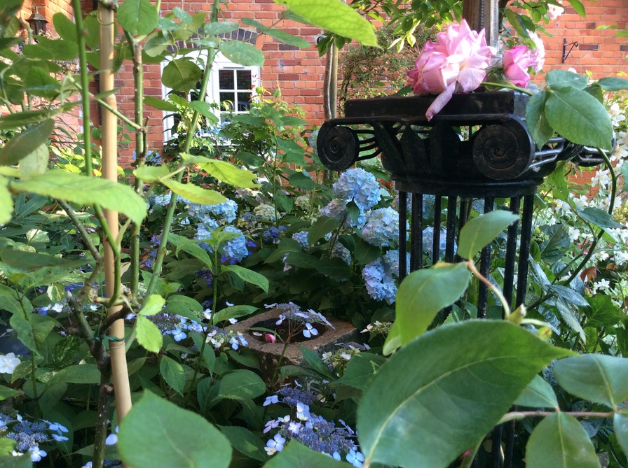 'Hamanasu's garden'  photo