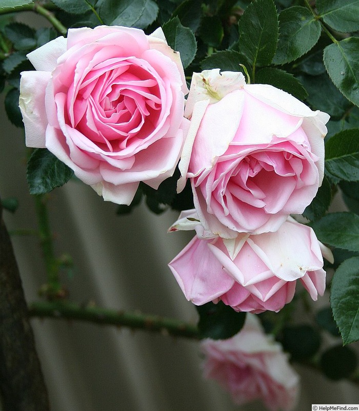 'Ageless Beauty' rose photo