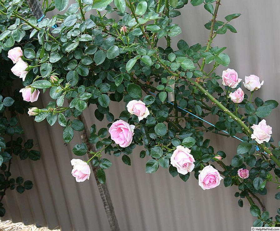 'Ageless Beauty' rose photo