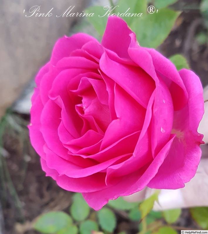 'Pink Marina Kordana ®' rose photo