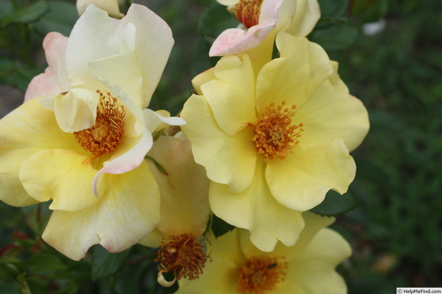 'Apple Jack (shrub, Kenny, 2009)' rose photo