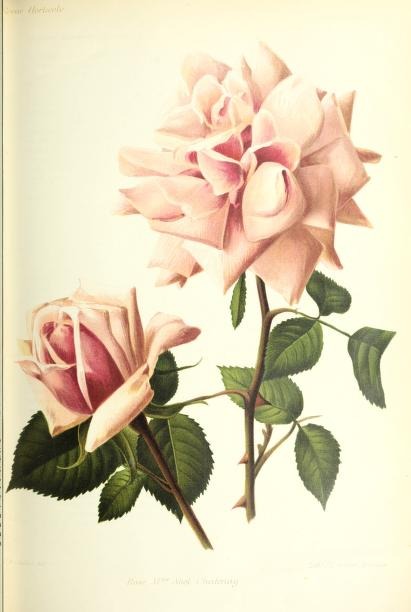 'Madame Abel Chatenay' rose photo