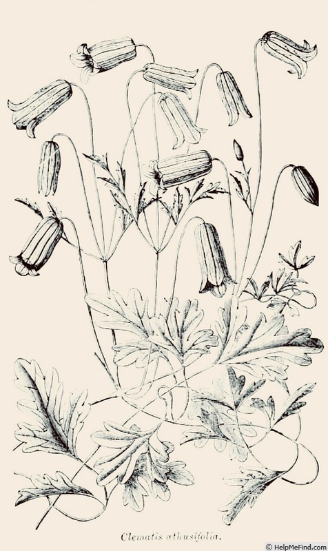 'aethusifolia' clematis photo